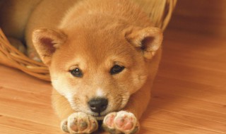 小孩能和狗一起养吗 小孩能不能和狗一起养