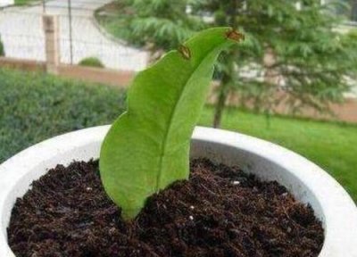 昙花扦插生根时间 昙花扦插多久生根