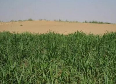 巨菌草简介 巨菌草和皇竹草的区别