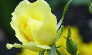 玫瑰如何保鲜 怎么保存玫瑰