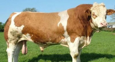 养殖什么投资少又挣钱 在农村这5类养殖成本低收益高