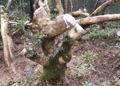 野生黄杨木是国家保护植物吗 野生黄杨木属于国家保护植物吗