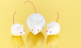 属鼠12月运势桃花运 属鼠12月运势怎么样