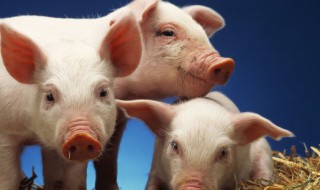 怎么判断猪的公母 判断猪的公母的方法