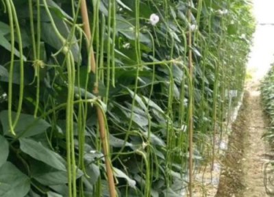 架豆角种植时间 架豆角种植时间和方法