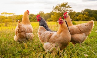 新鲜杀的鸡怎么保存 新鲜杀的鸡的保存方法介绍