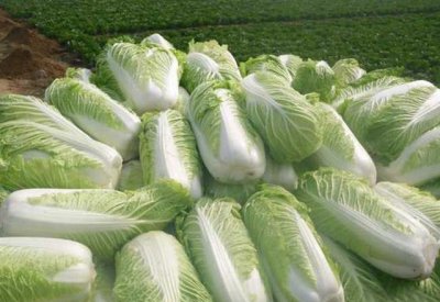 种植大白菜用什么肥料好 种白菜需要怎样防治病虫害