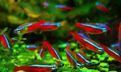 金鱼缸绿藻的优缺点 鱼缸里长绿藻对水质的影响是好是坏