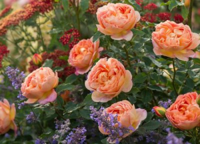 夏洛特夫人月季是藤本还是灌木 夏洛特夫人月季属于藤本还是灌木