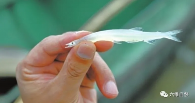 银鱼是海鱼还是淡水鱼 银鱼有哪些特点可以食用吗