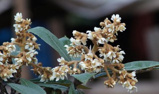 枇杷花可以晒干保存吗 枇杷花能晒干保存吗