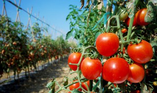 家庭圣女果的种植方法 家庭圣女果如何种植