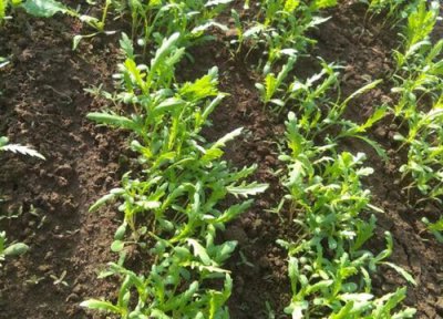 小叶茼蒿种植时间 小叶茼蒿种植时间和方法