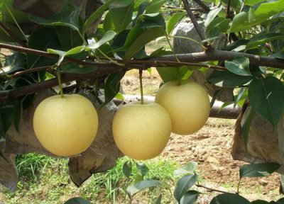 赵县气候条件 赵县盛产什么水果有名