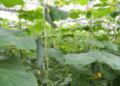 丝瓜徒长了怎么办 丝瓜徒长是什么样子