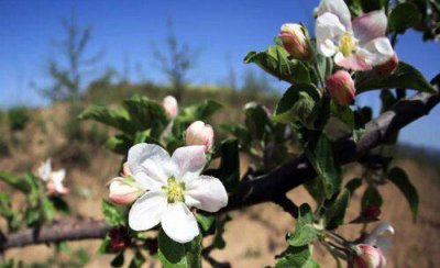 苹果树开花期下雨有影响吗 花期遇到阴雨天怎么办