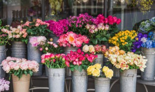 怎么样能把花养的旺盛起来 怎么养花更茂盛