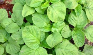 青苋菜简单种植方法 青苋菜应该怎么种植