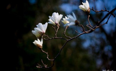 上海的市花是哪种花 高贵典雅的白玉兰是上海市的市花