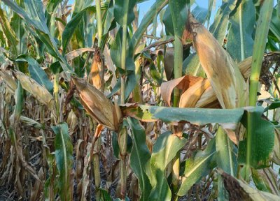 必祥199玉米种子简介 必祥国审定号、积温的特征特性