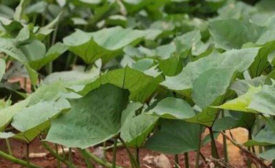 怎样培育红薯苗及方法 红薯育苗需要多少天时间