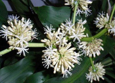 巴西木开花吗 开的花是什么样