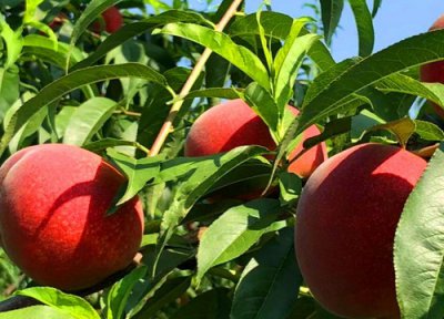 贵妃血桃品种介绍 新品种桃树苗贵妃血桃产量与成熟时间