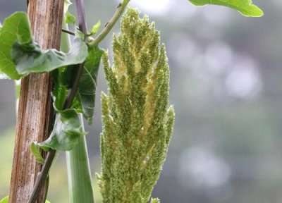 高粱成熟时间 高粱什么时候成熟