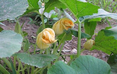 南瓜苗长势很好就是不结南瓜 南瓜怎样管理才能结果