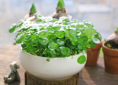 铜钱草倒伏干叶怎么办 如何解决铜钱草叶大却倒伏的问题