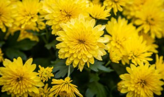 水养菊花怎么养才能更旺盛 如何水培菊花