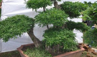 小叶女贞什么季节换盆 小叶女贞哪个季节换盆