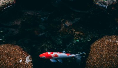 鱼缸加热棒费电吗 使用鱼缸加热棒的正确方法和注意事项