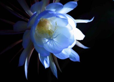 什么品种的昙花最漂亮 昙花有几个品种及图片