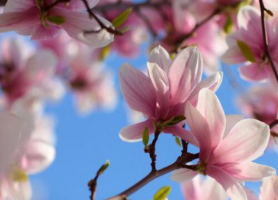 玉兰病虫害预防 玉兰打什么药好