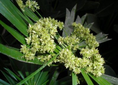 散尾葵开花吗 开花有什么兆头