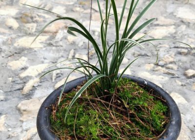 兰花养护诀窍 分享兰花养护中的万能配方