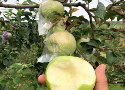 苹果新品种有哪些 现在中国最新优良苹果品种排行榜