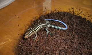 蓝尾石龙子怎么养 怎么养蓝尾石龙子