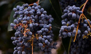 女贞子是热性还是凉性 女贞子属于热性还是凉性的药材呢