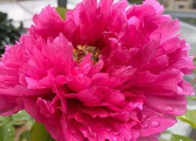 牡丹花样子 牡丹花长什么样子