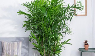 夏威夷盆栽养殖方法 夏威夷盆栽怎么养呢