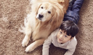 金毛适合家养吗 金毛可不可以家养吗