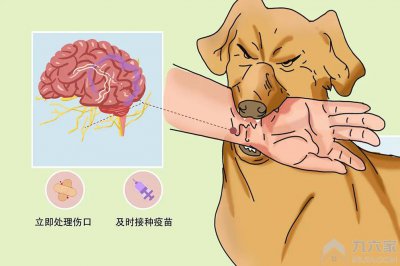 被猫抓伤怎么办要不要打狂犬疫苗 被猫抓伤的处理办法都有哪些？