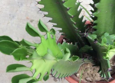 霸王鞭开花吗 几年开一次花