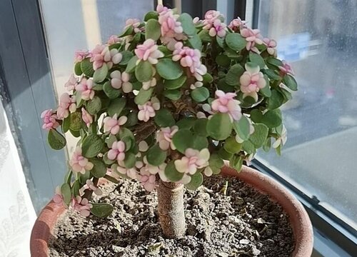 金枝玉叶夏天可以换盆吗