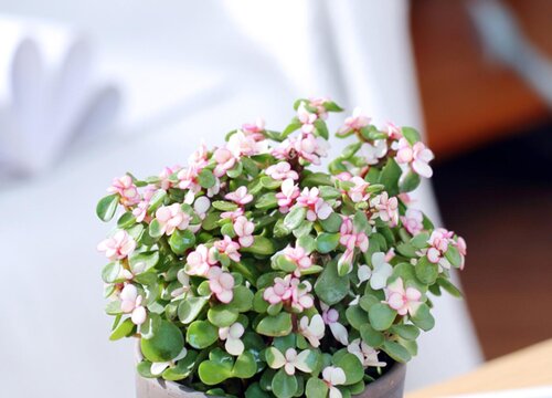 金枝玉叶夏天可以换盆吗