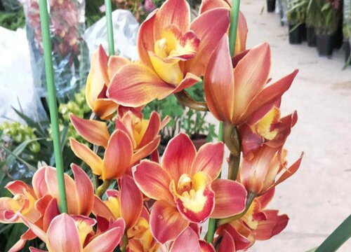 兰花如何施越冬肥