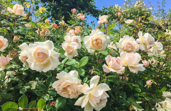 北方室外花卉植物大全