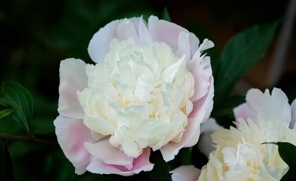 北方室外花卉植物大全